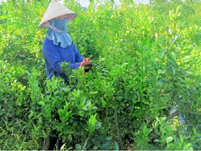 Cây hạnh là cây gì mà có một nông dân Hậu Giang trồng có 6 công đất cho lãi tới 350 triệu?