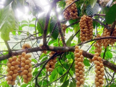 Loại quả ngon này ở một xã của Quảng Nam ngước lên thấy treo từng chùm, hễ hái xuống là bán hết sạch