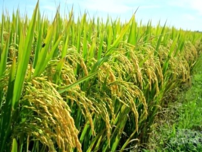 Để cây lúa giữ xanh lá đòng, vững vàng năng suất