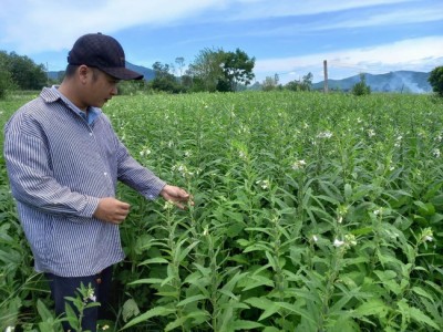 Thứ cây tốt um ra loại hạt ăn tốt cho sức khỏe, nông dân Bình Định trồng tốn ít hơn mà lãi nhiều hơn