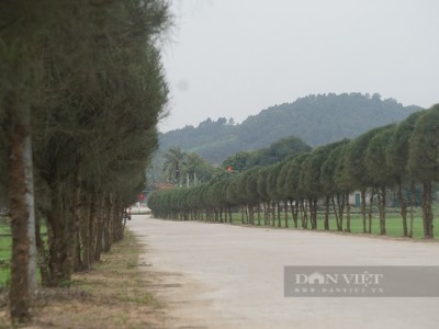 Đường nông thôn mới ở Nghệ An không có hoa mà trồng thứ cây bất ngờ này, vẫn khối người mê