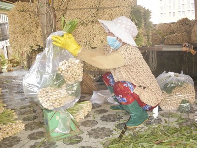 Chuyển lúa sang sả, nông dân cười hỉ hả