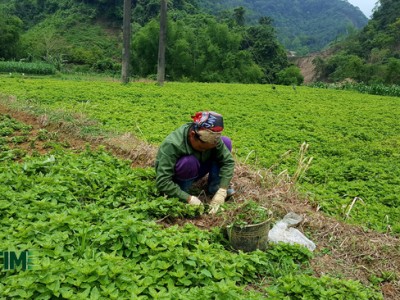 Cây thạch đen rộng đường xuất ngoại, nông dân xứ Lạng có nguồn thu lớn
