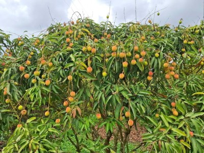 Vải Hải Dương được mùa, bắt đầu vào vụ thu hoạch