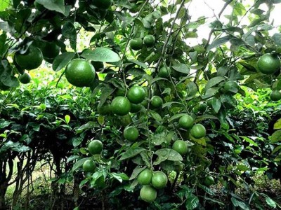 Loại quả giàu vitamin C, tốt cho sức khỏe bất ngờ tăng giá mạnh ở Đồng Tháp, nhà nào hái bán đều trúng