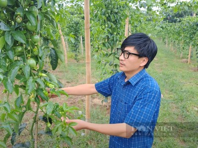 Trồng thứ cây đứng bờ chỉ thấy lá, xuống ruộng chỉ thấy quả ở Lai Châu, ai đi qua đều phải ngó vào xem