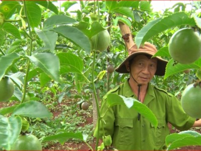 Chanh leo Nafoods bén duyên đất lửa