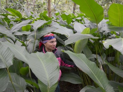 Loại cây ưa bóng râm, dân Bắc Cạn trồng dưới tán rừng, chỉ việc cắt lá bán, kiếm bộn tiền Tết