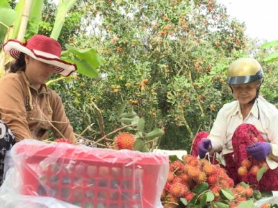 Vỏ chôm chôm ủ phân hữu cơ, lợi đôi đường