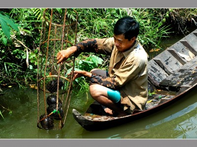 Những loài rùa quý hiếm của Việt Nam tìm thấy ở rừng ngập nước Cà Mau, có loài rùa nặng hơn 10kg