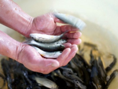 Rất cần nguồn giống chất lượng