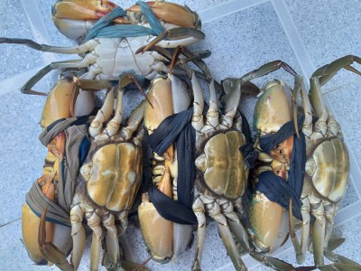 Đầu năm, người nuôi vui vì tôm, cua, cá nhất loạt tăng giá