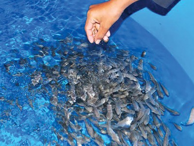 Đầu tư khoa học công nghệ trong sản xuất giống