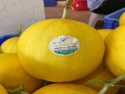 Một doanh nghiệp ở Ninh Bình trồng dưa kim hoàng hậu trong nhà kính, cắt toàn trái ngon bán đi đâu mà hết sạch?