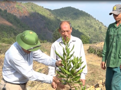 Kỳ vọng mắc ca