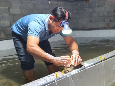 Nuôi loài cua to bự, chắc thịt ai ăn cũng ghiền, anh nông dân Khánh Hòa tự trả lương 40 - 50 triệu/tháng