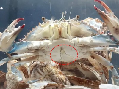 Cua xanh “ái đực, ái cái” siêu kỳ dị và quý hiếm