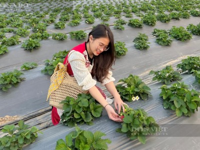 Hotboy 9X Nghệ An trồng loại quả chín đỏ, căng mọng như ở Đà Lạt, khiến dân mạng 