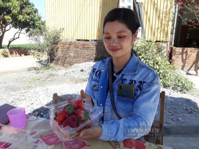 Trồng thứ cây thấp tè, ra quả thành chùm đỏ như bờ môi sơn nữ, cô nông dân Sơn La 