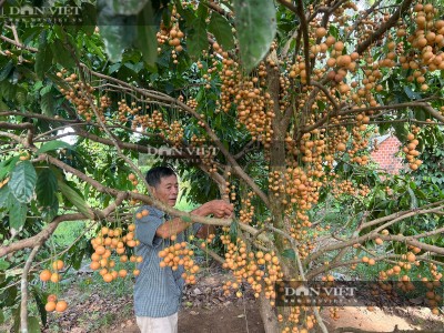 Vườn dâu da vạn người mê ở Hoài Ân của Bình Định, nhìn thôi đã tứa nước miếng, trái treo như sao sa