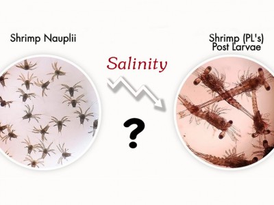 Hệ vi sinh vật đường ruột của tôm Postlarvae sau khi giảm độ mặn