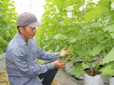 Trồng loại cây này trong nhà màng, trái lớn nhanh như thổi, anh nông dân Đồng Nai kiếm tiền tỷ mỗi năm