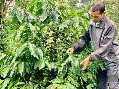 Giá cà phê nhân Đắk Lắk hôm nay tăng cao, để cây cà phê đóng chùm tốt, nông dân cần phải làm gì?