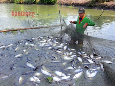 Cá thát lát nuôi ao tăng cao nhất 2-3 năm gần đây, nhà nào ở Hậu Giang có cá hối hả bắt bán