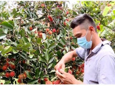 Giá chôm chôm tăng gấp 2 lần so với năm rồi, riêng 2 loại chôm chôm gì nhà vườn Vĩnh Long hết hàng?