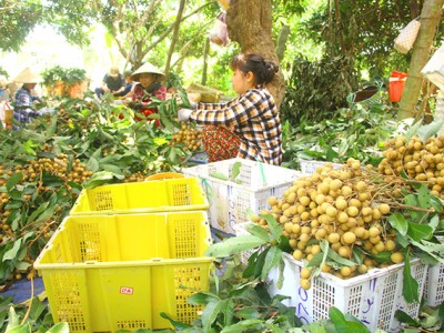 Giá nhãn Ido tăng mạnh, đây là giống nhãn gì mà cho ra hoa, quả theo ý muốn, thương lái thích mua?
