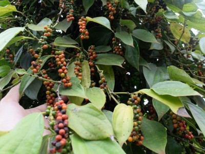 Loại hạt được ví là 