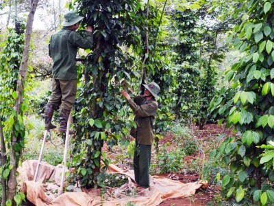 Giá tiêu hôm nay tăng vượt 56.000 đồng/kg, nước nào mua nhiều hạt tiêu Việt Nam nhất?