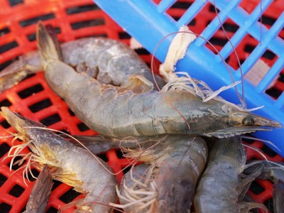 Giá tôm sú, giá tôm thẻ đột ngột giảm mạnh