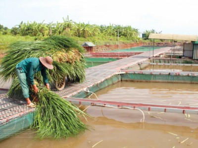 Giá cá lăng, cá trắm, cá diêu hồng bật tăng mạnh, nông dân Thái Bình bán hàng tấn mong gỡ gạc