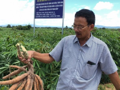 Triển vọng giống sắn KM 94 kháng bệnh khảm lá