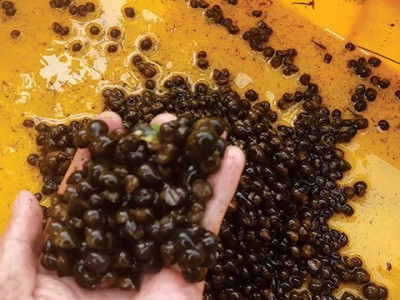 Nhân rộng giống ốc nhồi