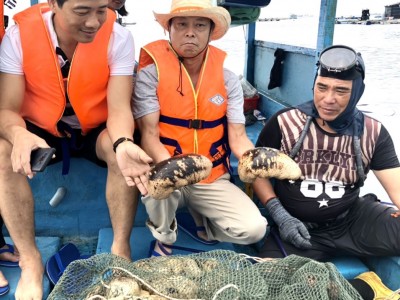 Động vật không xương sống này ví như nhân sâm biển cả, ở Bình Thuận đang có những con to bự