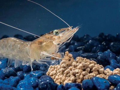 Các yếu tố ảnh hưởng đến quá trình lột xác của tôm thẻ chân trắng