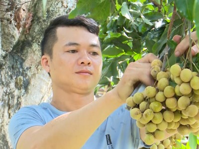 Trai trẻ mỗi năm thu gần 500 triệu đồng nhờ nuôi ong, trồng nhãn