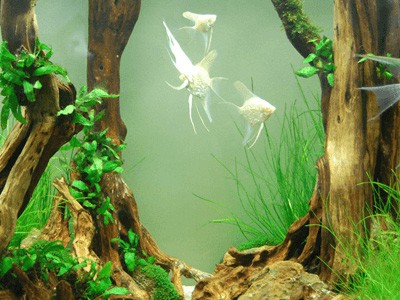 KIỂM TRA pH TRONG HỒ CÁ THỦY SINH