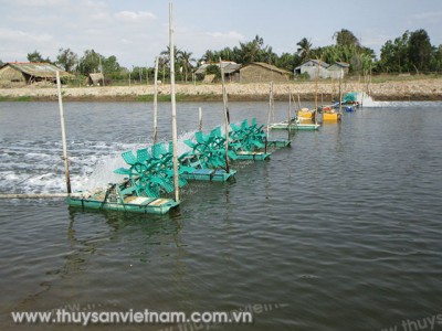 Giải pháp phòng bệnh trên thủy sản