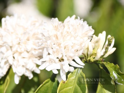 Giá cà phê nhân Đắk Lắk 