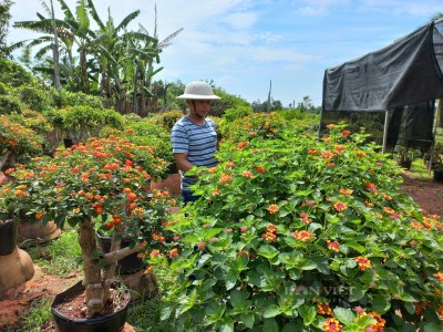 Nông dân Gia Lai kiếm bộn tiền nhờ biến loại hoa dại thành cây cảnh đang hot, cả làng phục lăn