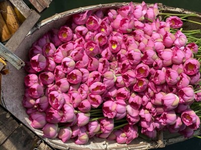 Người trồng sen chỉ ra 6 cách phân biệt sen và quỳ 