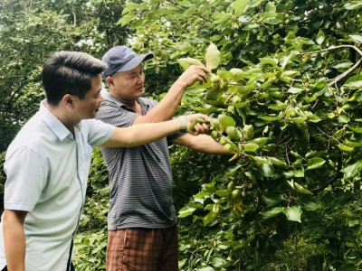 Trồng thứ quả phải ngâm nước 2 - 3 ngày mới ăn được, anh nông dân Lào Cai thu 300 - 350 triệu đồng/năm