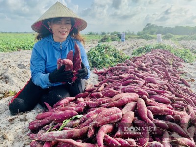 Có 3 thứ không được tồn dư trên khoai lang tím của Việt Nam khi xuất khẩu sang Trung Quốc