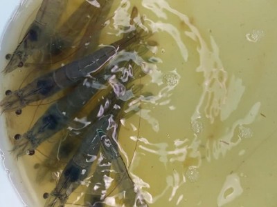 Vì sao cần bổ sung khoáng vào thức ăn tôm cá?