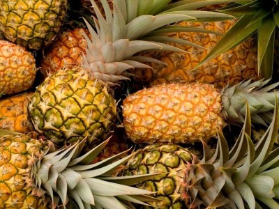 Bột quả dứa đề kháng bệnh do Streptococcus trên cá rô phi