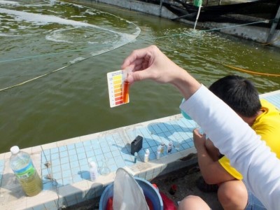 6 mẹo để quản lý chất lượng nước trong nuôi tôm