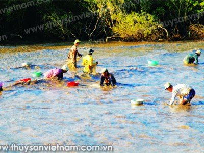 Kỹ thuật nuôi sò huyết trong ao cho lãi cao